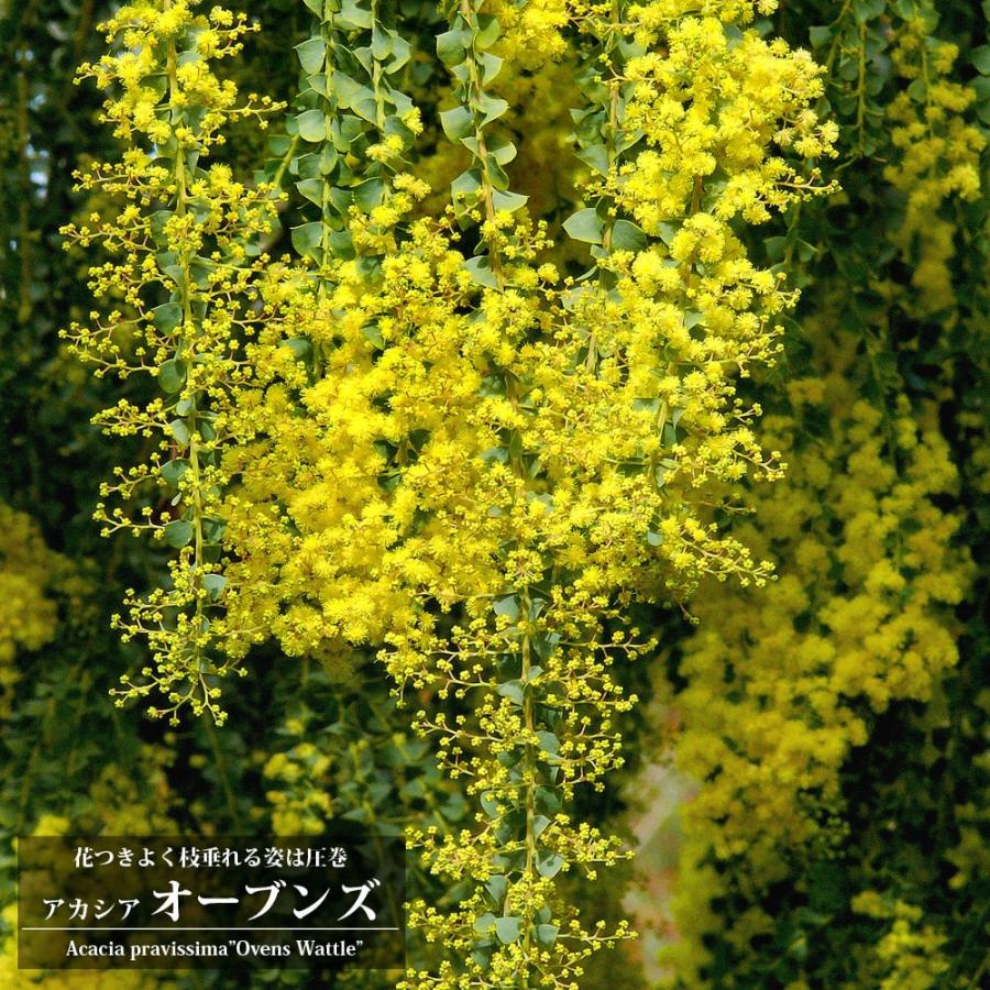 アカシアの木 オーブンズ 2.5号ポット苗 : 苗木部 花ひろばオンライン