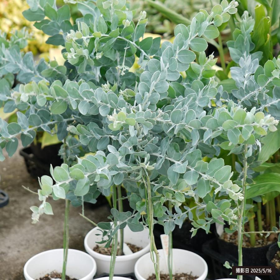 アカシアの木 パールアカシア 5号（または6号）鉢植え : 苗木部