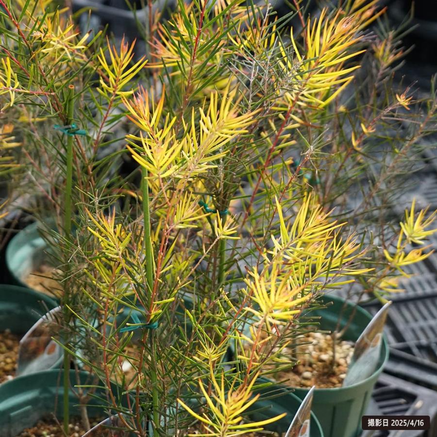 アカシアの木 フェニックスゴールド 5号スリット鉢植え 爆買いweek