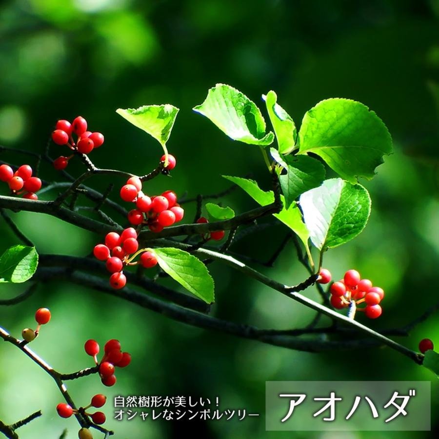 アオハダ （青膚) 里の木シリーズ 爆買いweek : 苗木部 花ひろば