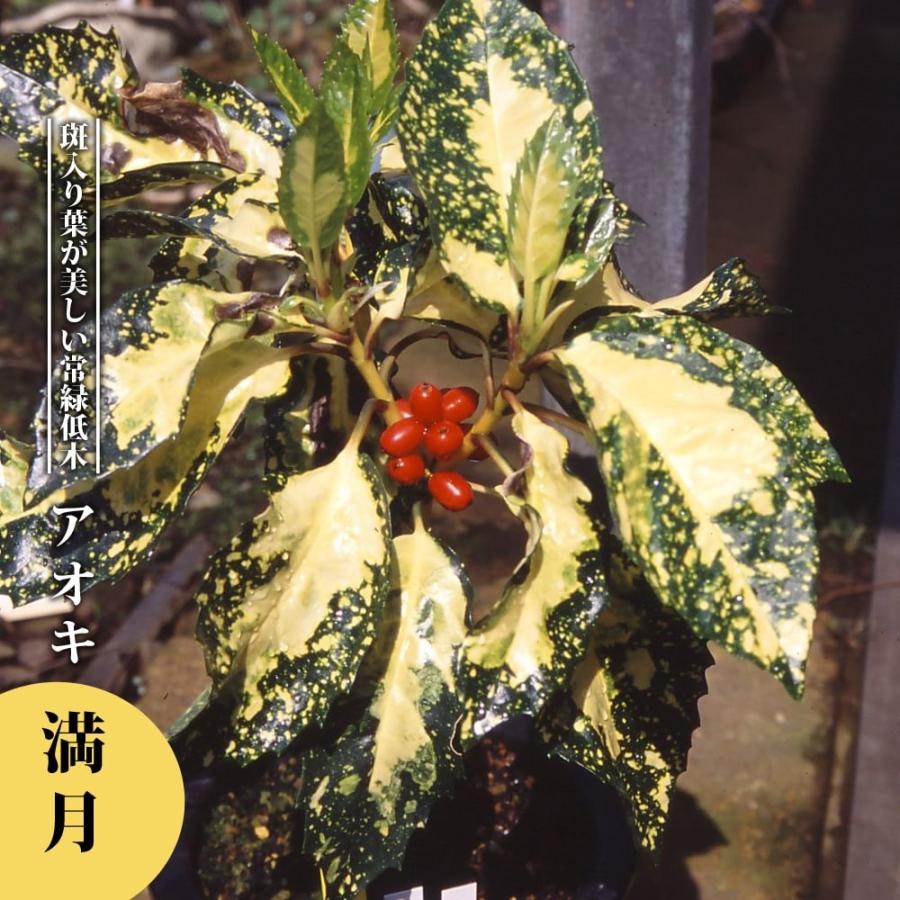 斑入りアオキ 満月 3 5号ポット苗 ハナヒロバリュー Niwaki Aoki Mangetu V 苗木部 花ひろばオンライン 通販 Yahoo ショッピング