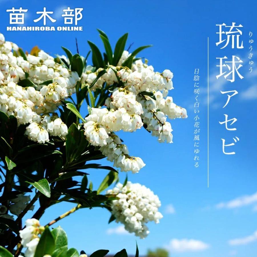 琉球アセビ 根巻き大苗 : 苗木部 花ひろばオンライン - 通販 - Yahoo 