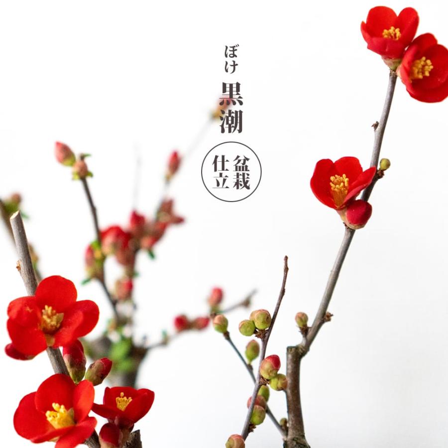 ボケ黒潮 盆栽仕立て 木瓜 : 苗木部 花ひろばオンライン - 通販