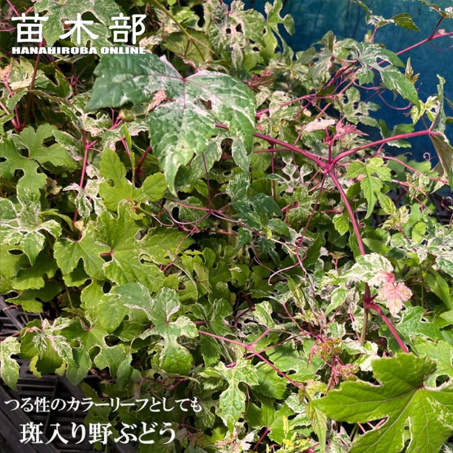 斑入りノブドウ エレガンス 3号ポット苗 （野ぶどう） 爆買いweek