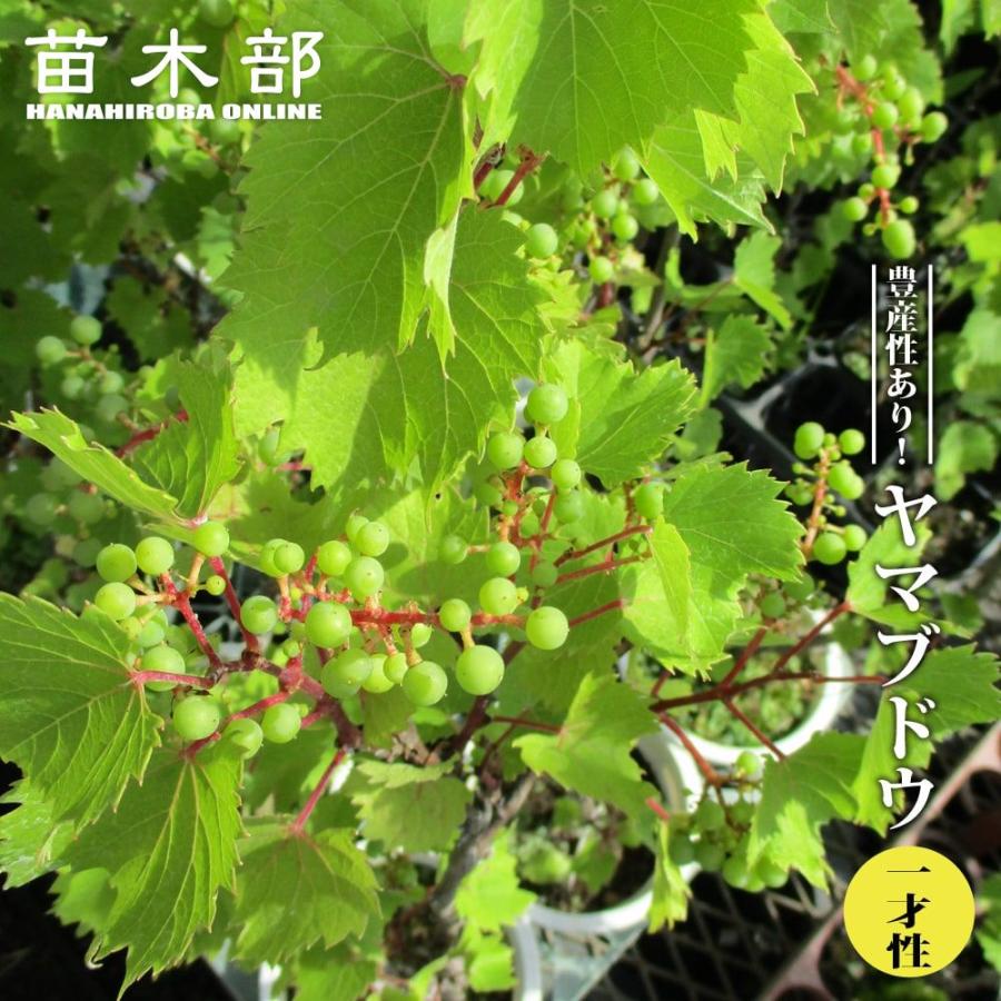 一才ヤマブドウ 4号ポット苗 : 苗木部 花ひろばオンライン - 通販