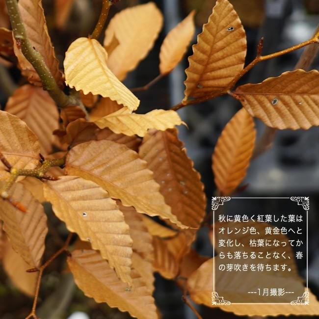 ブナの木 ロングポット苗 落葉樹 : 苗木部 花ひろばオンライン - 通販