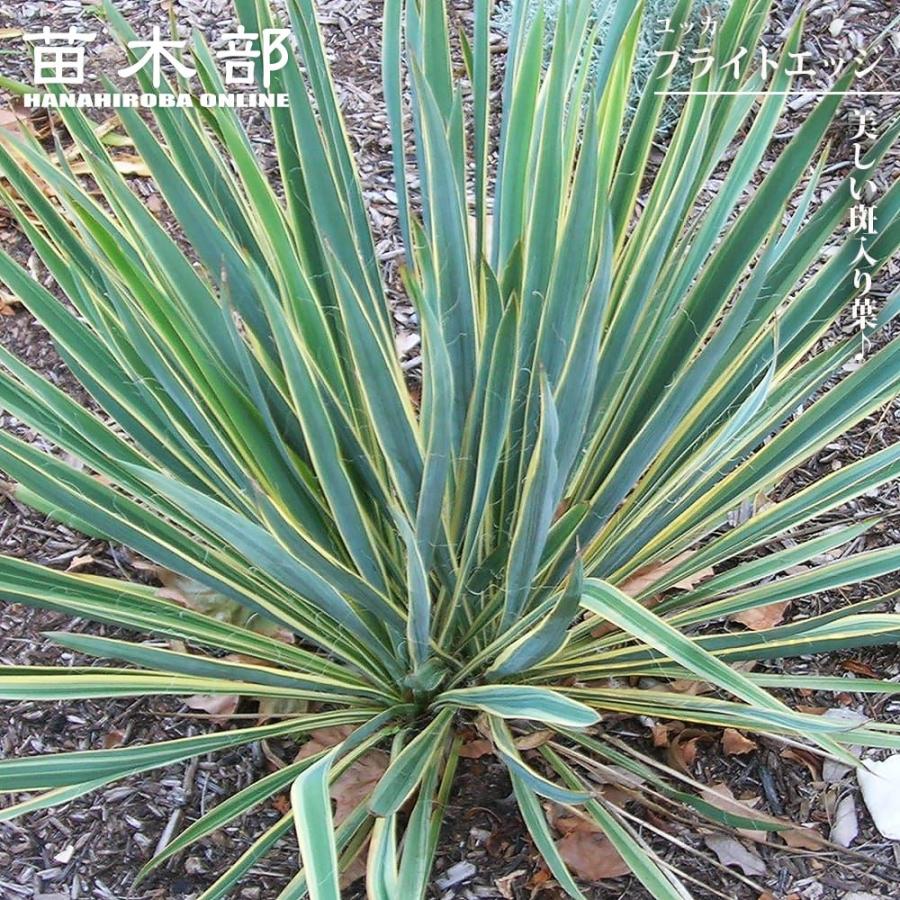 ユッカ ブライトエッジ 爆買いweek : 苗木部 花ひろばオンライン