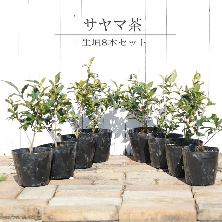 お茶の木 サヤマカオリ 生まれのブランドで 新作販売 狭山茶 8本セット 5号ポット苗