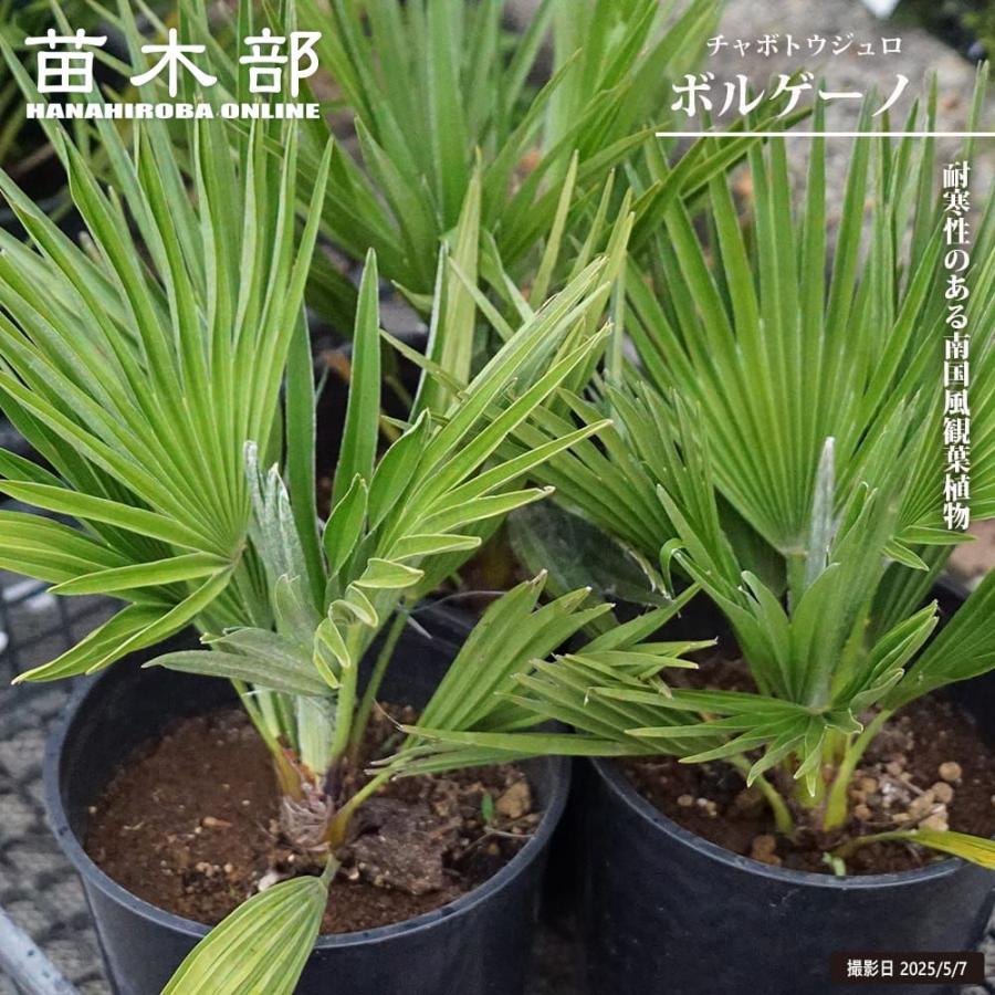 チャメロプス　ボルケーノ　8号鉢つき 子株3株つき❗　⑤ ヤシの木 チャメロプス ボルゲーノ 7号黒鉢植え : 苗木部 花ひろば