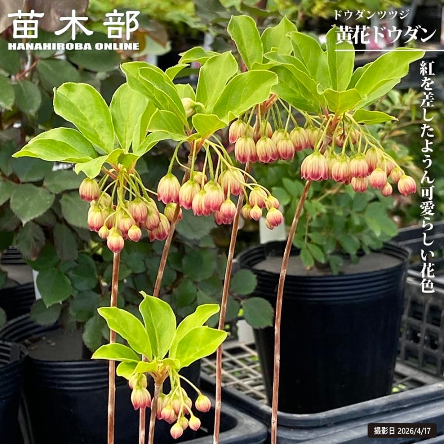 ドウダンツツジ 黄花ドウダン 3号ポット苗 : 苗木部 花ひろば