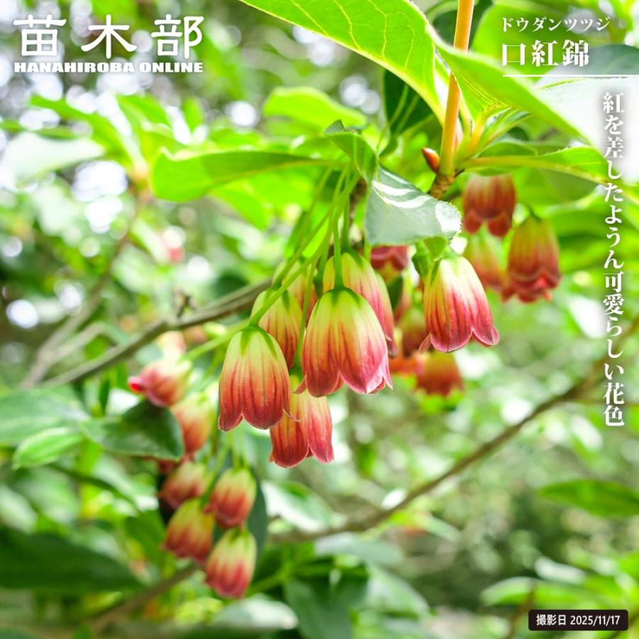 ドウダンツツジ 口紅錦 3号ポット苗 : 苗木部 花ひろばオンライン