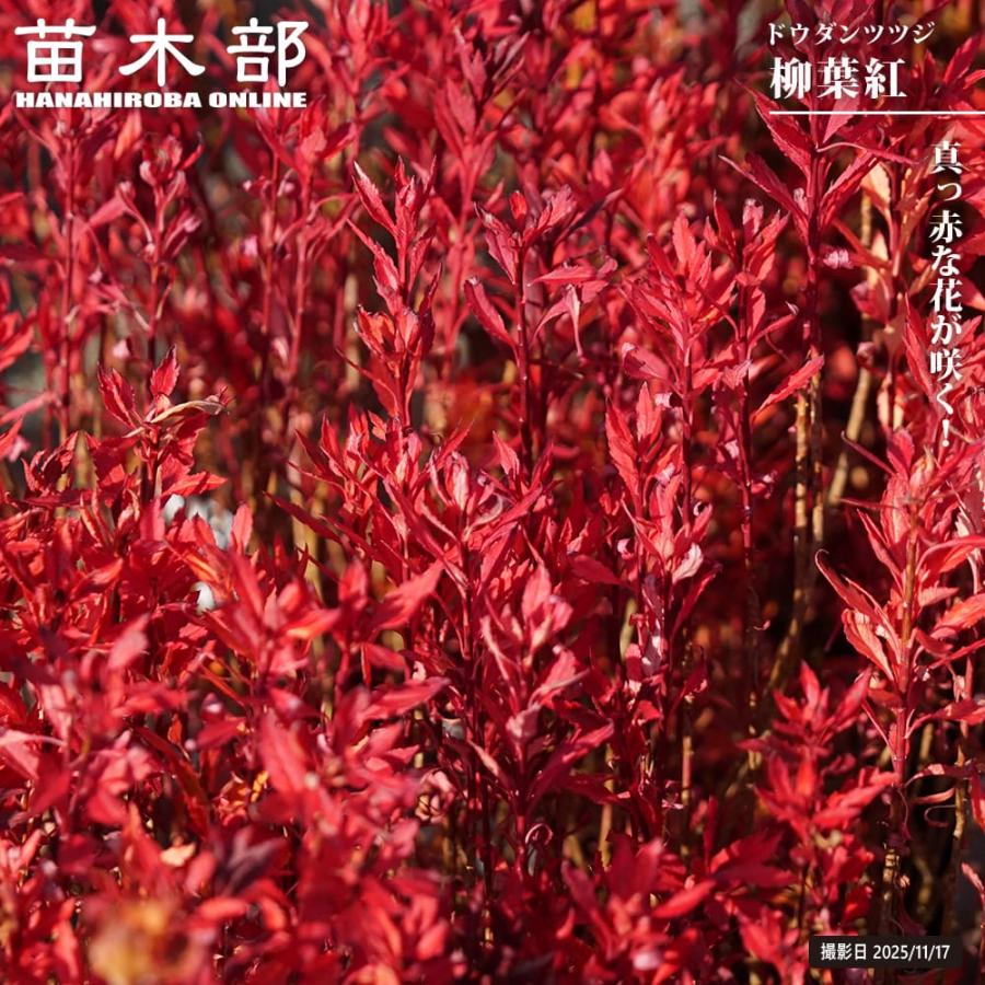 ドウダンツツジ 柳葉紅 3号ポット苗 : 苗木部 花ひろばオンライン