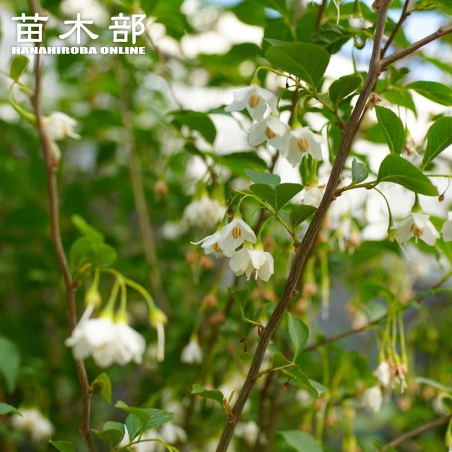 エゴノキ 株立ち （白花） 根巻き 特大苗 大型宅配便・特大梱包 北海道