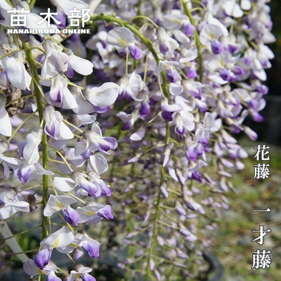 poteko8229さま 一才藤 3点セット poteko8229さま 一才藤 3点セット