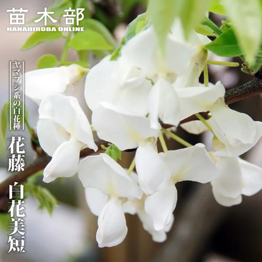 花藤 白花美短 2年生 接木 6号ポット苗 : 苗木部 花ひろばオンライン