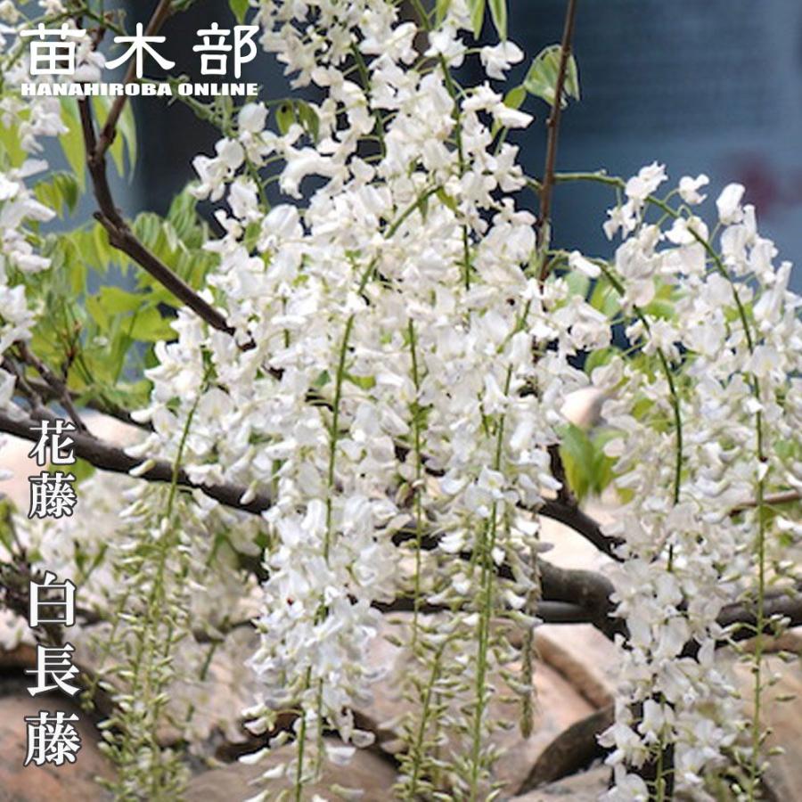 花藤 白長藤 2年生 接木 6号ポット苗 予約販売12月〜翌年1月頃入荷予定
