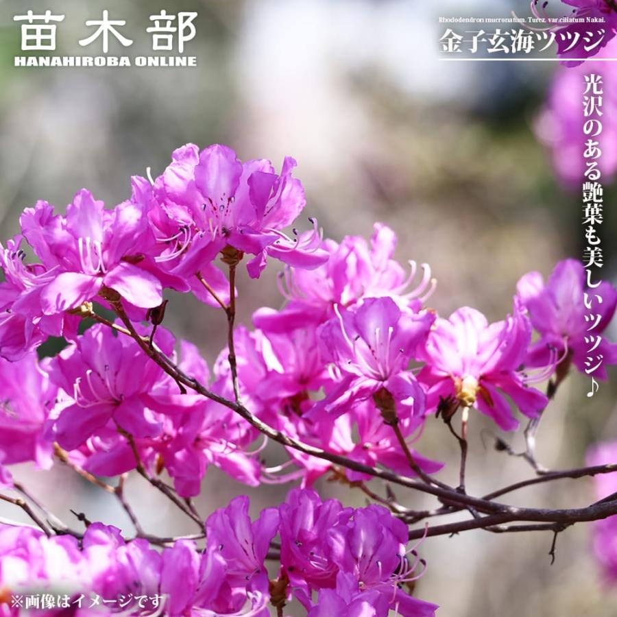 花芽つき 金子玄海ツツジ（カネコゲンカイツツジ） 根巻き苗 : 苗木部