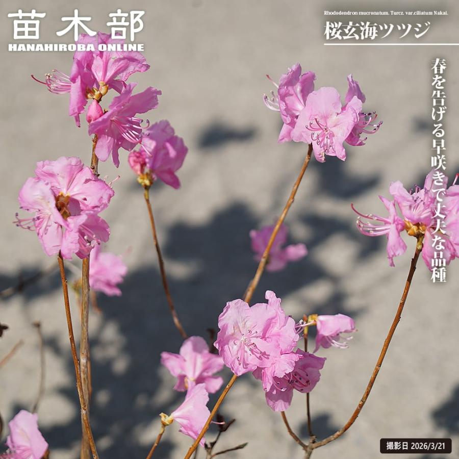 サクラゲンカイツツジ【現品発送】管理80063 千草園芸 : 4号苗木(v4) 楽天市場】桜玄海躑躅(サクラゲンカイツツジ) 落葉樹