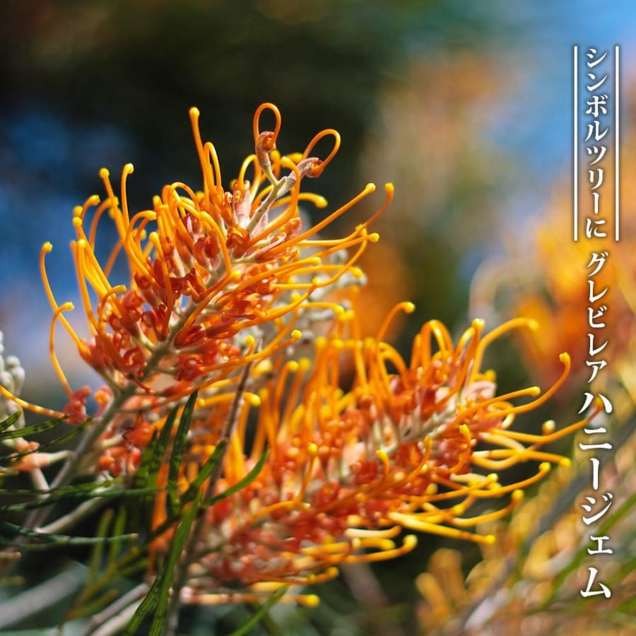 グレビレア ハニージェム 5号スリット鉢植え : 苗木部 花ひろば