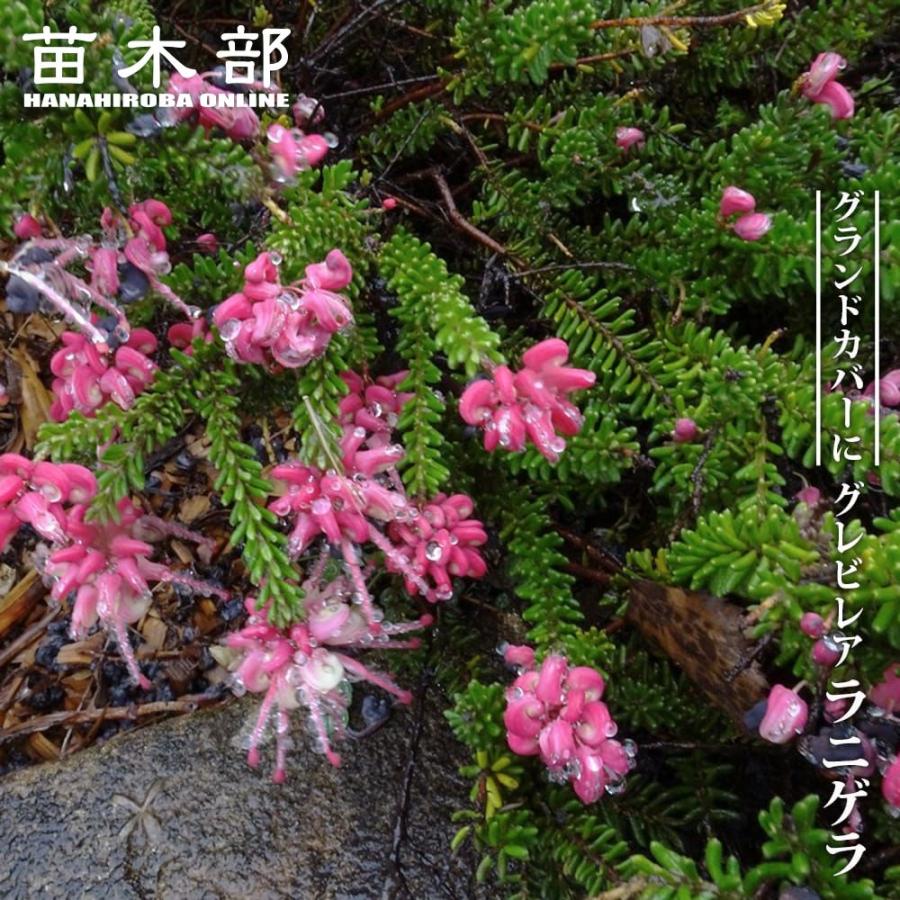 グレビレア ラニゲラ 5号ポット苗 : 苗木部 花ひろばオンライン - 通販