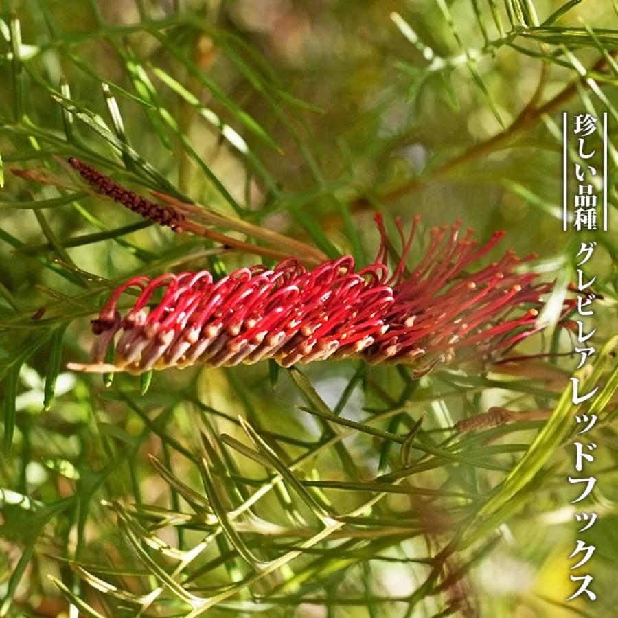 グレビレア　レッドフックス　鉢植え　苗　オージープランツ　レア品種 グレビレア レッドフックス 鉢植えY 苗 オージープランツ レア
