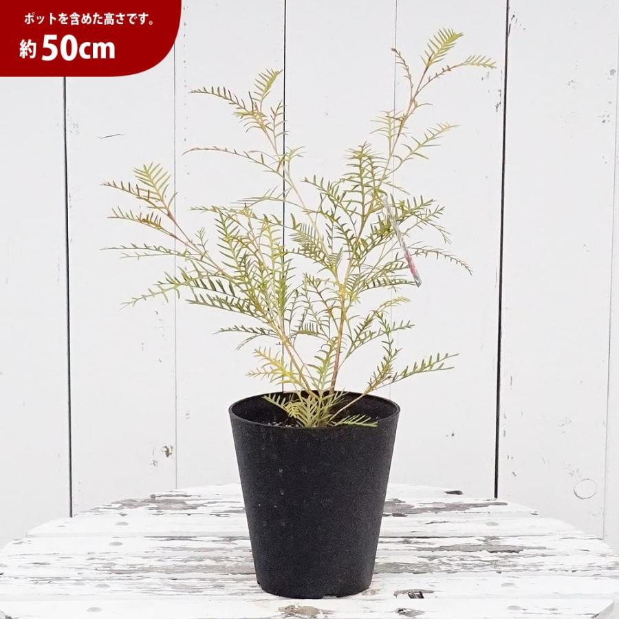 グレビレア レッドフックス 5号鉢植え : 苗木部 花ひろば