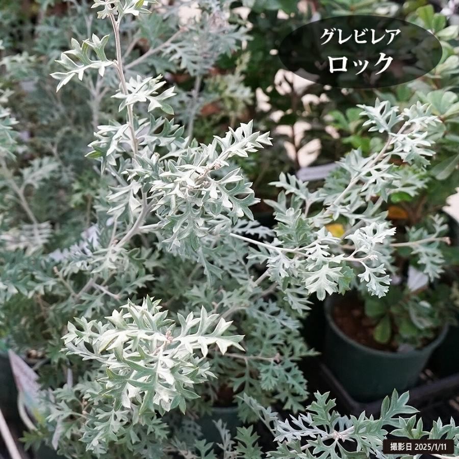 グレビレア ロック 3号ポット苗 : 苗木部 花ひろばオンライン - 通販