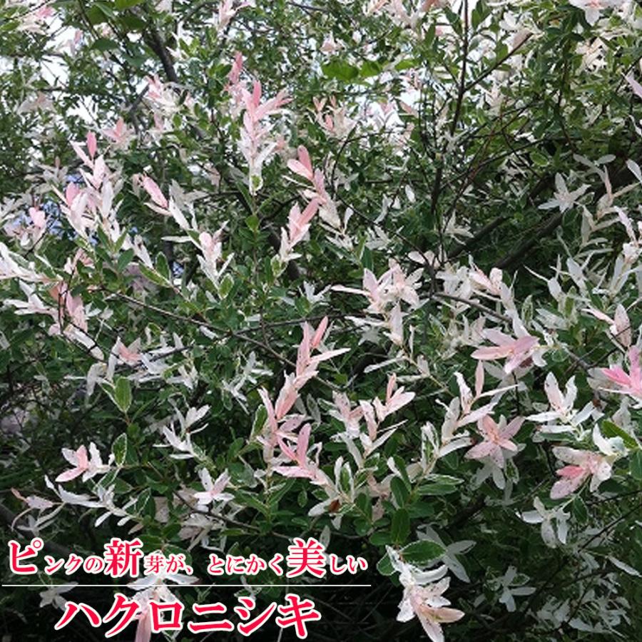ハクロニシキ 6号ポット苗 落葉樹 : 苗木部 花ひろばオンライン - 通販