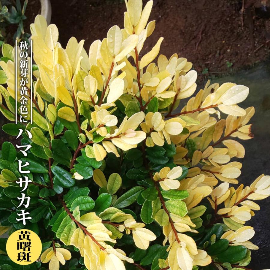 格安 価格でご提供いたします ハマヒサカキ 曙斑 3 5号ポット苗 挿し木 ハナヒロバリュー