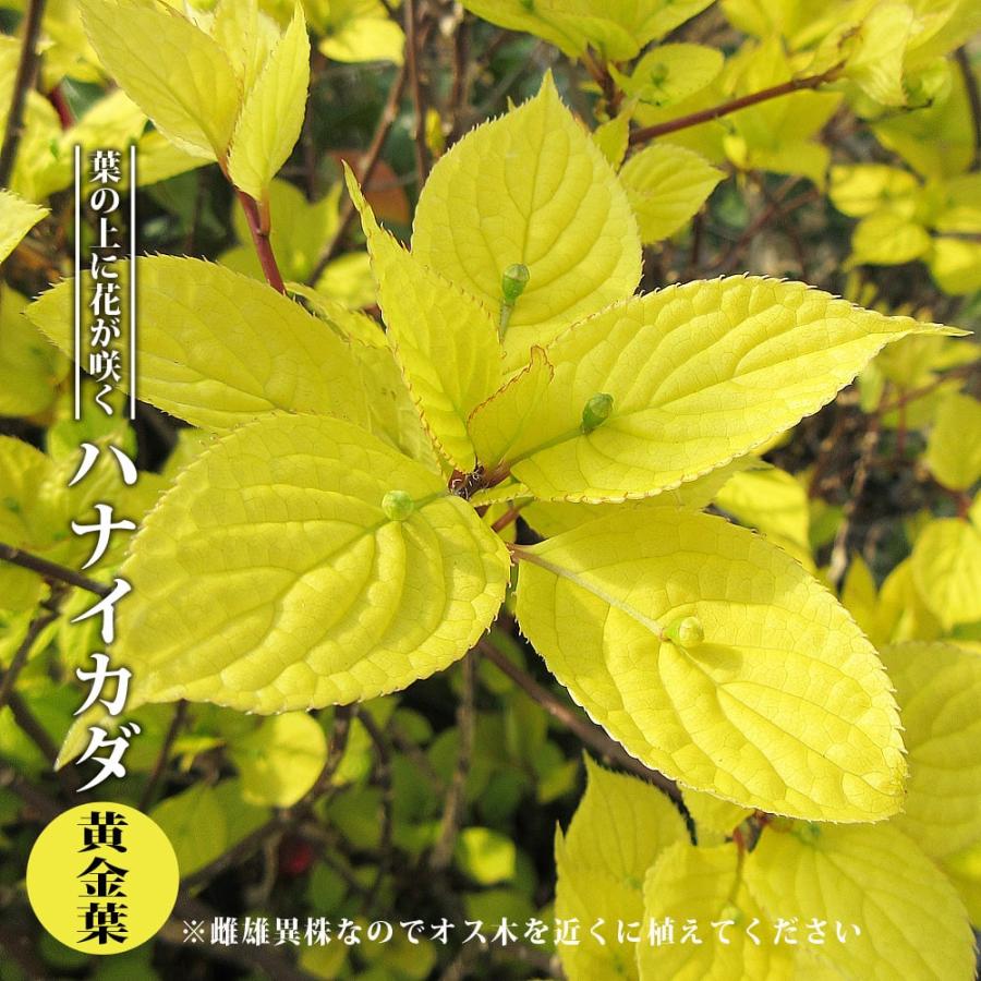 ハナイカダ 黄金葉 メス木 3 5号ポット苗 ハナヒロバリュー Niwaki Hanaikada Ogonba V 苗木部 花ひろばオンライン 通販 Yahoo ショッピング