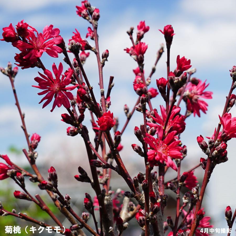 菊桃 京舞妓 花桃 2年生接木苗 観賞花木｜hanahirobaonline｜06