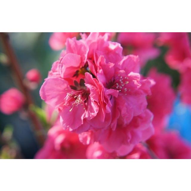 照手紅 花桃 赤 2年生 接木 ポット苗 観賞花木 : 苗木部 花