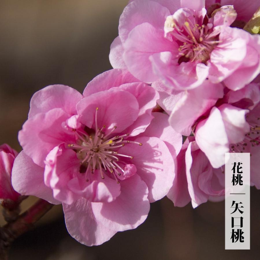 矢口桃 花桃 2年生 接木 ポット苗 観賞花木 : 苗木部 花ひろば 矢口桃 花桃 2年生 接木 ポット苗 観賞花木 : 苗木部 花ひろば
