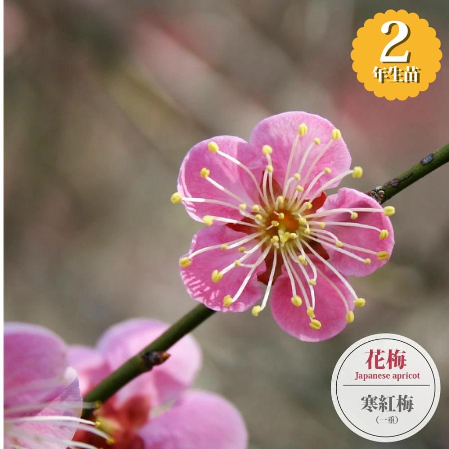 寒紅梅 花梅 2年生接木苗 6号ロングポット : 苗木部 花ひろば
