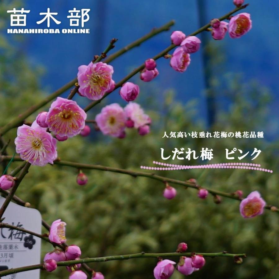 枝垂れ梅 ピンク 藤牡丹 花梅 2年生 接木 ポット苗 観賞花木 予約販売