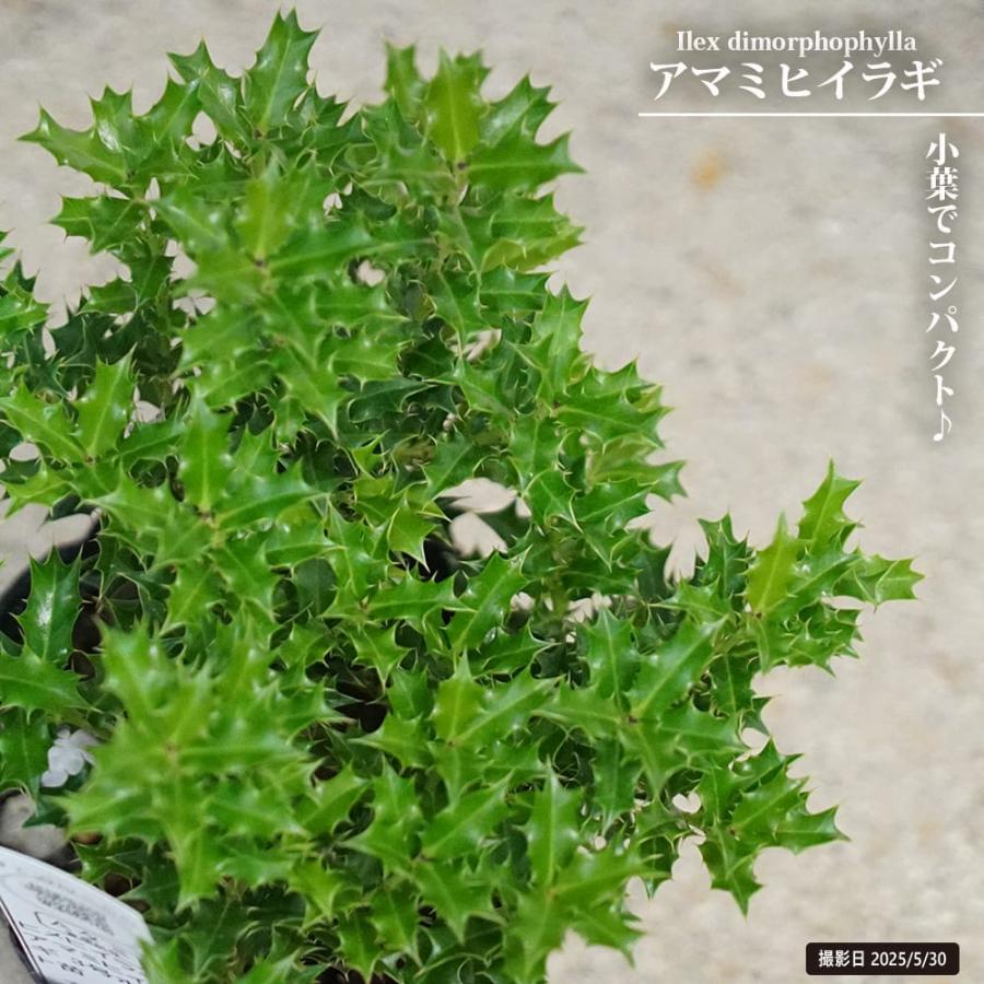ヒメヒイラギ アマミヒイラギ 3号ポット苗 : 苗木部 花ひろば