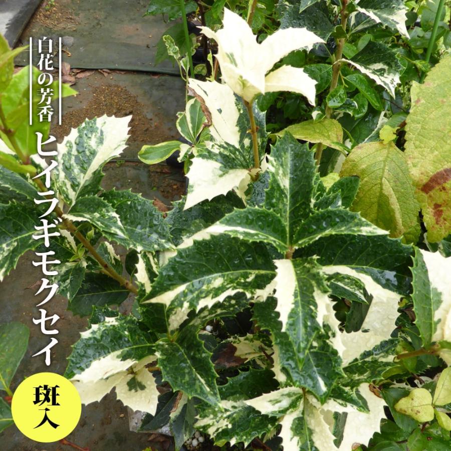 ヒイラギモクセイ 斑入 3 5号ポット苗 挿し木 ハナヒロバリュー Niwaki Hiiragimokusei Fuiri V 苗木部 花ひろばオンライン 通販 Yahoo ショッピング