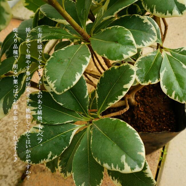 斑入りトベラ 5号ポット苗 : 苗木部 花ひろばオンライン - 通販