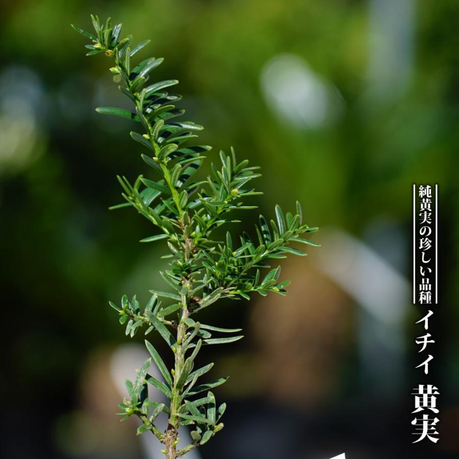 イチイ 黄実 3 5号ポット苗 ハナヒロバリュー Niwaki Ichii Kimi V 苗木部 花ひろばオンライン 通販 Yahoo ショッピング