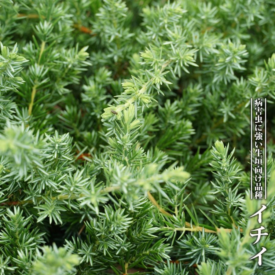イチイ 3.5号ポット苗 里の木シリーズ : 苗木部 花ひろばオンライン