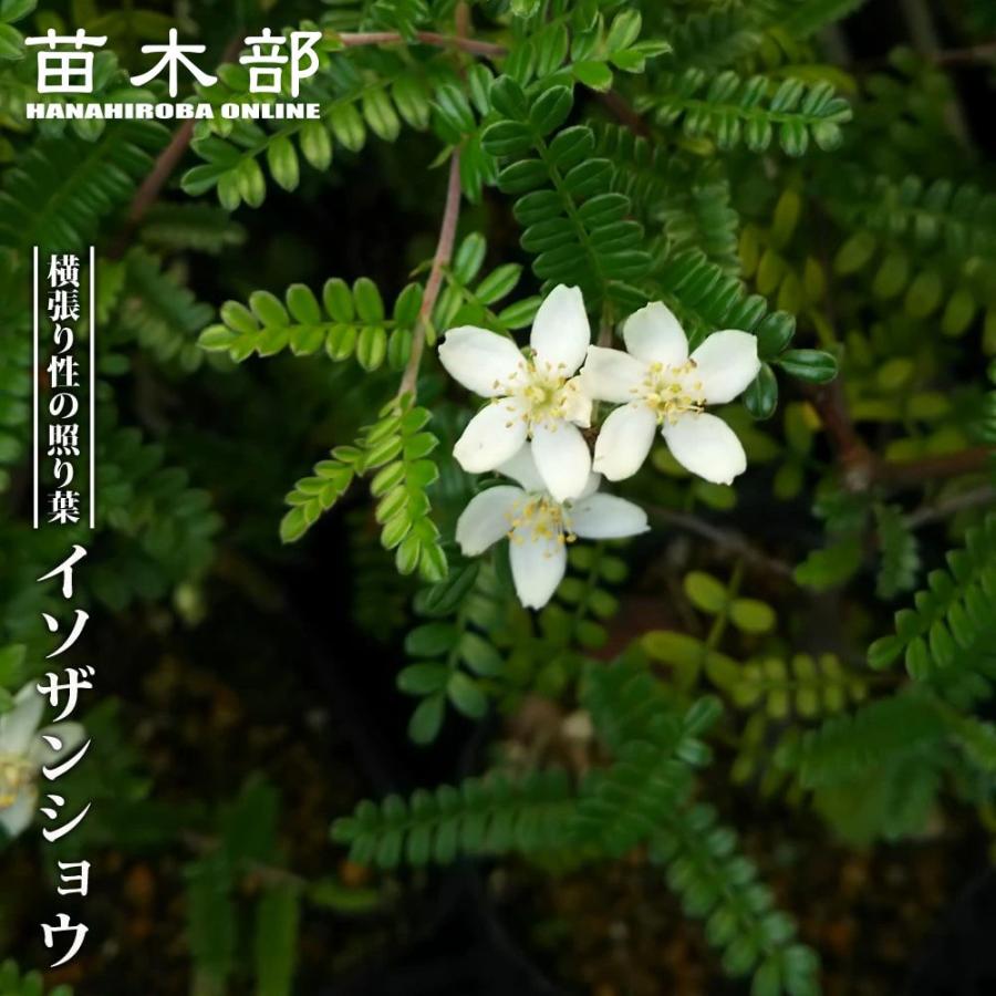 イソザンショウ 3.5号ポット苗 ハナヒロバリュー 爆買いweek : 苗木部