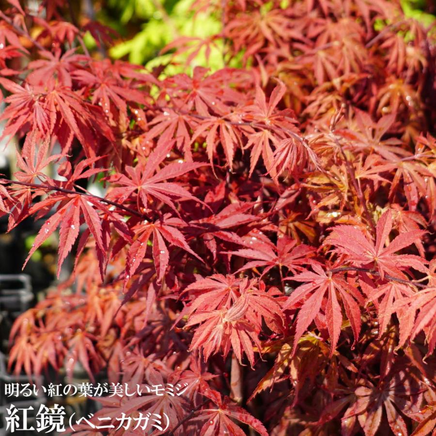 モミジ 紅鏡 テーブルサイズ 鉢植え : 苗木部 花ひろばオンライン