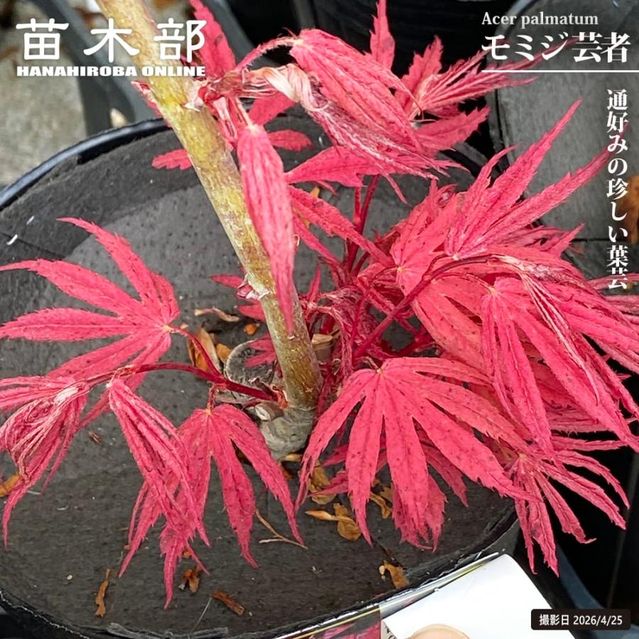 モミジ 芸者 4号ロングポット : 苗木部 花ひろばオンライン - 通販