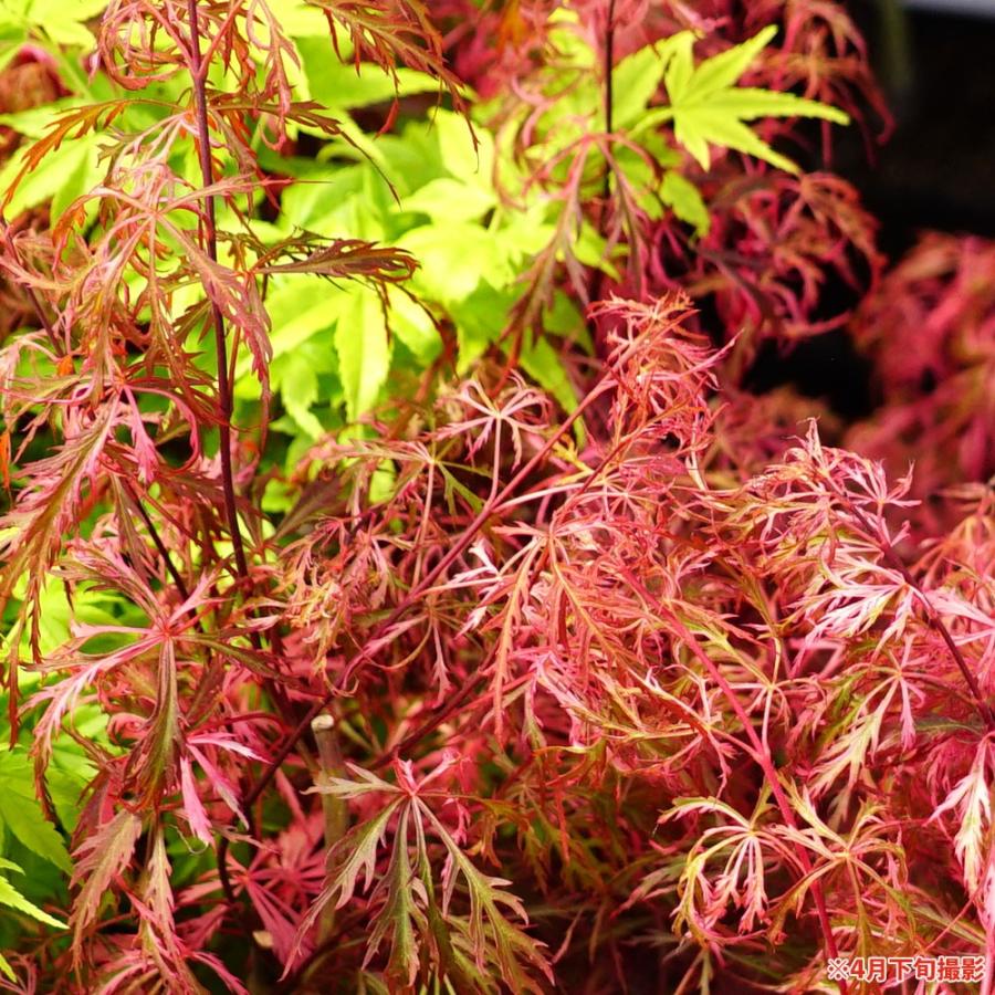 モミジ 花まとい テーブルサイズ 鉢苗 落葉樹 もみじ 苗 観葉植物 イロハモミジ系 Niwaki Kaede Hanamatoi 苗木部 花ひろばオンライン 通販 Yahoo ショッピング