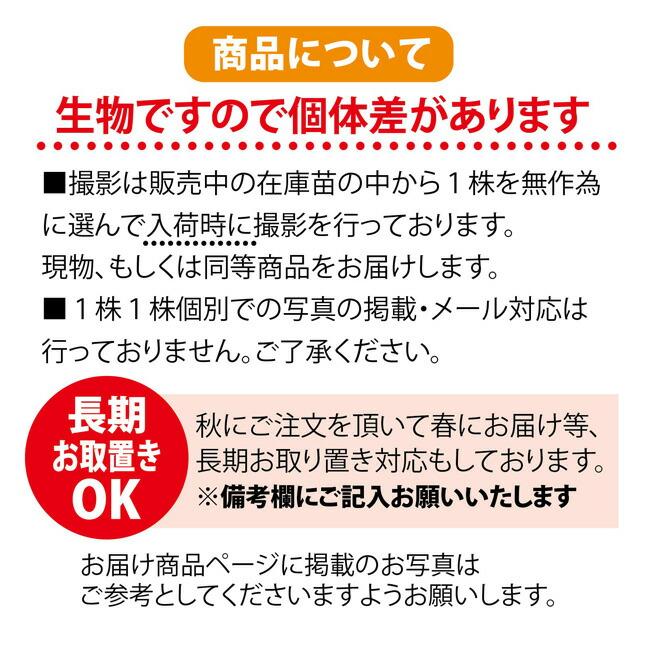 イロハモミジ 号ポット苗 里の木シリーズ :