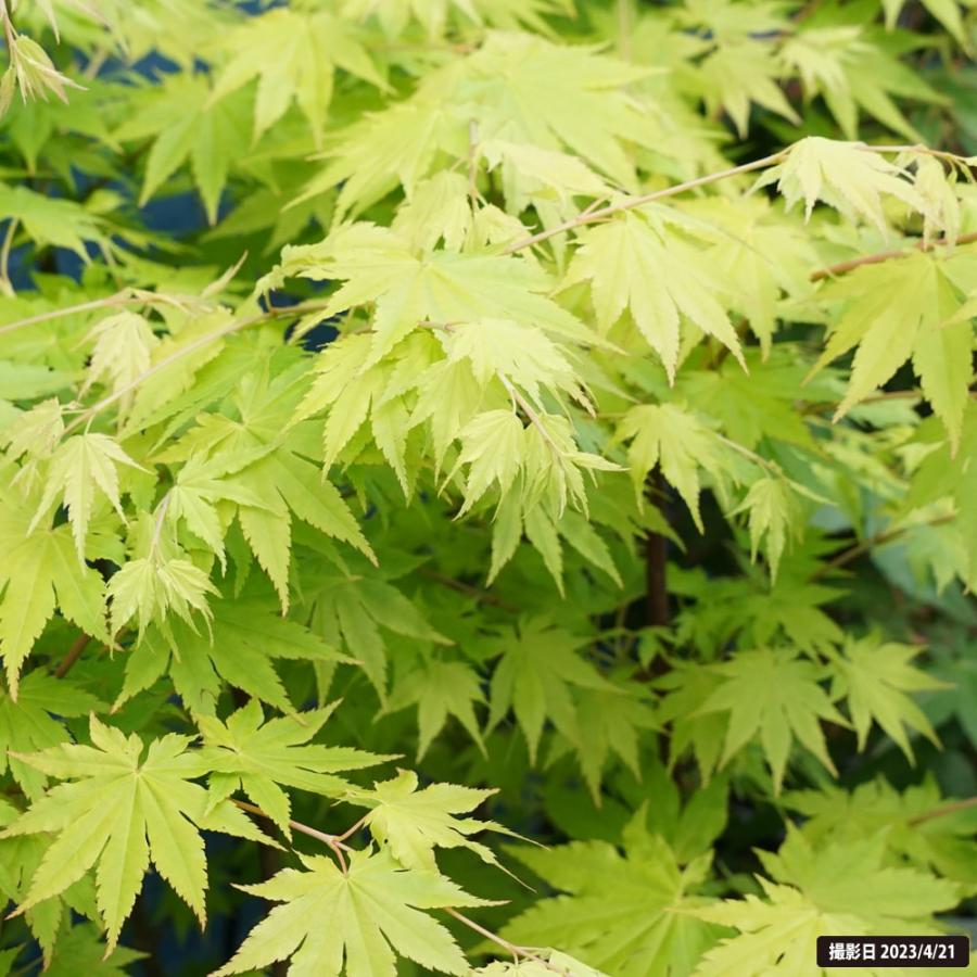 モミジ ジョーダン 5号ロングポット : 苗木部 花ひろば