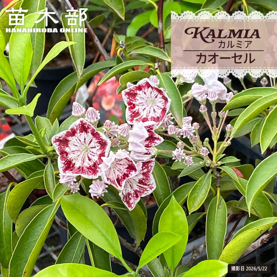 カルミア（白に絞り） カオーセル 7号ポット苗 : 苗木部 花ひろば 