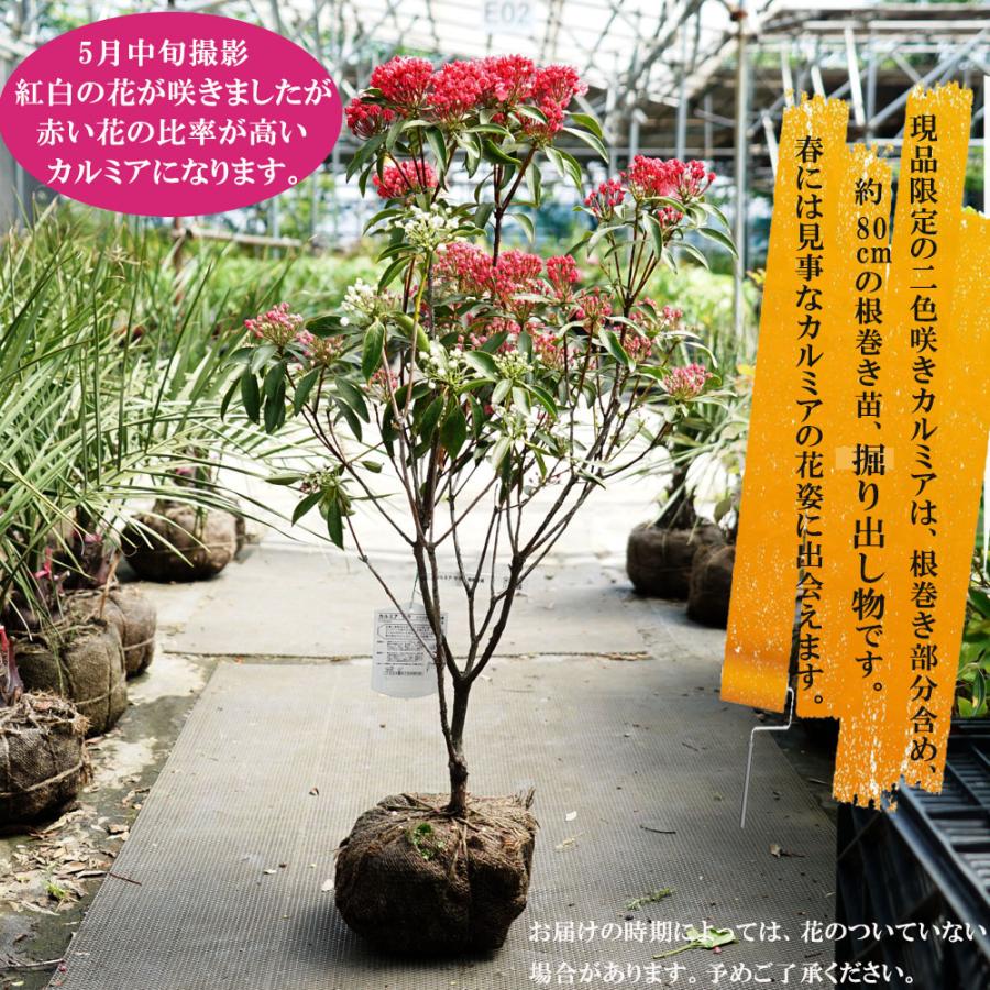二色咲きカルミア紅白 根巻き苗限定品 Niwaki Karumia Kouhaku 苗木部 花ひろばオンライン 通販 Yahoo ショッピング