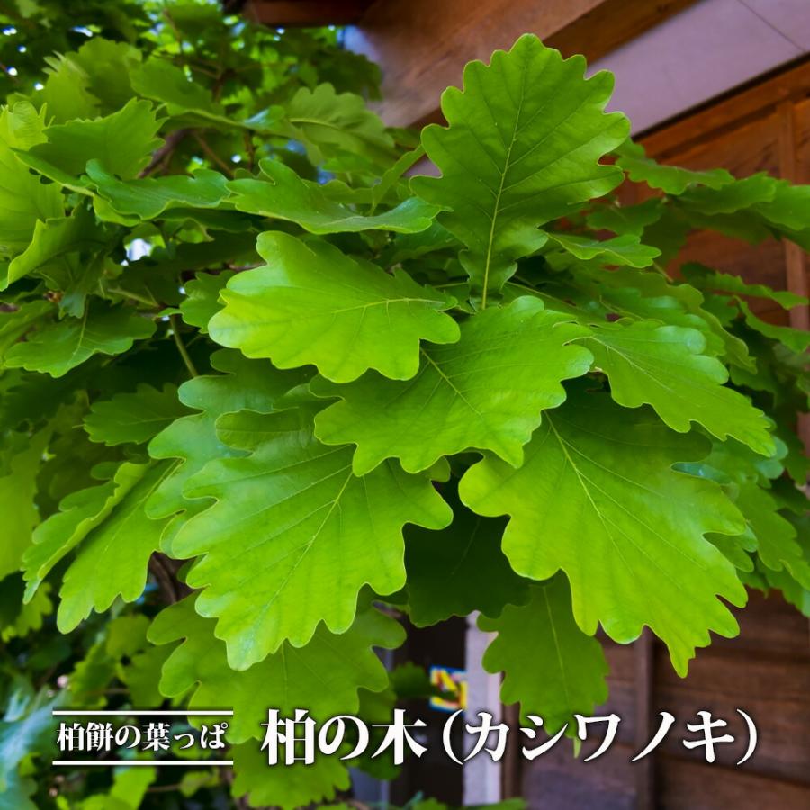 柏の木 （ カシワノキ ） 里の木シリーズ : 苗木部 花ひろばオンライン - 通販 - Yahoo!ショッピング