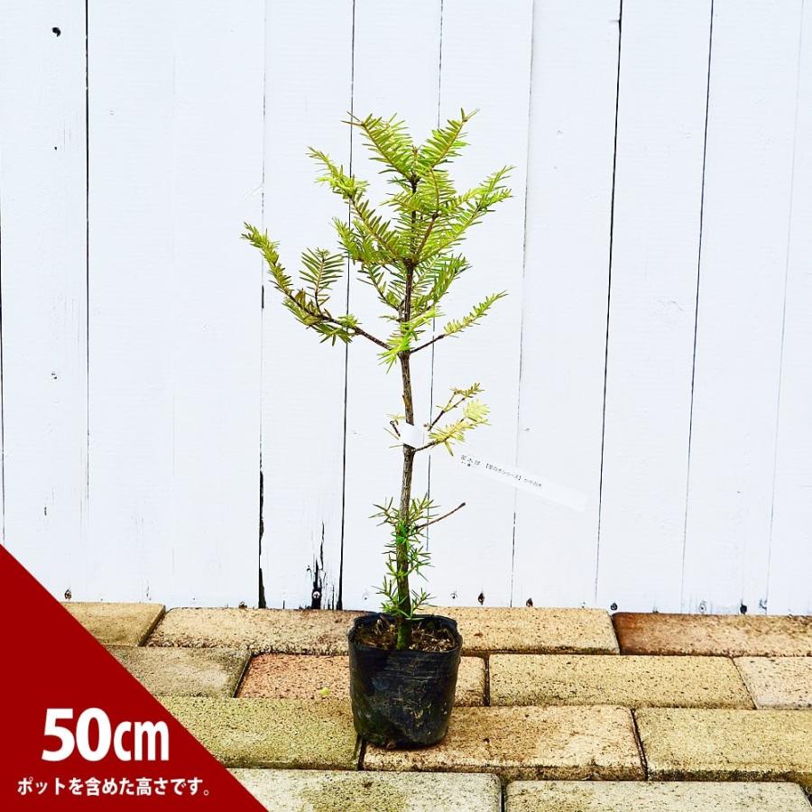 かや（榧）の木 ポット苗 里の木シリーズ : 苗木部 花ひろばオンライン